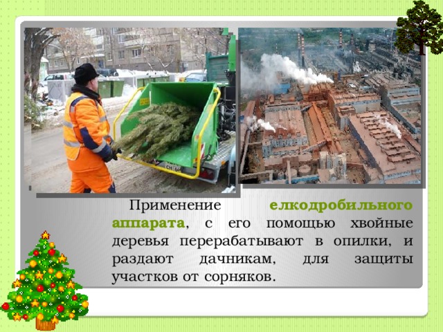 Применение елкодробильного аппарата , с его помощью хвойные деревья перерабатывают в опилки, и раздают дачникам, для защиты участков от сорняков. 