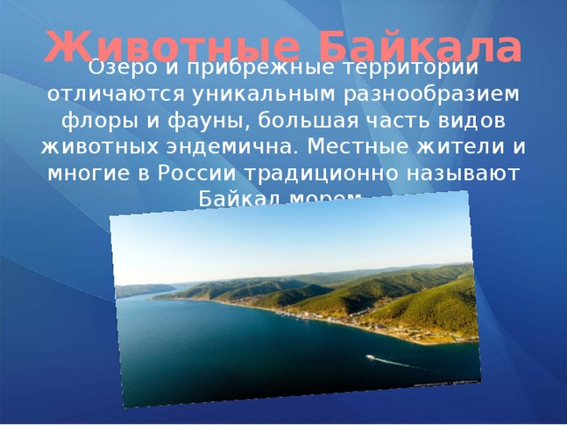 Животные Байкала Озеро и прибрежные территории отличаются уникальным разнообразием флоры и фауны, большая часть видов животных эндемична. Местные жители и многие в России традиционно называют Байкал морем. 