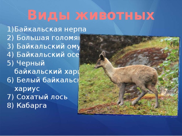 Виды животных 1)Байкальская нерпа 2) Большая голомянка 3) Байкальский омуль 4) Байкальский осетр 5) Черный байкальский хариус 6) Белый байкальский хариус 7) Сохатый лось 8) Кабарга 