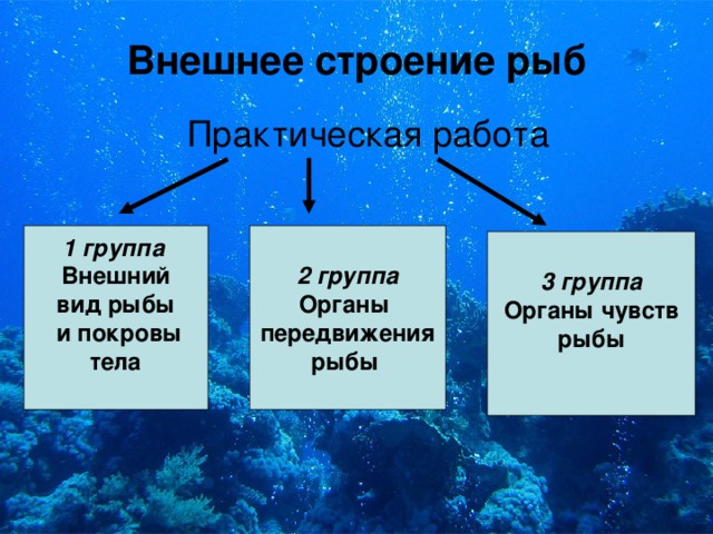 Виды внешнего покрова рыбы. Покровы рыб. Покровы тела рыб 7 класс. Внешнее строение; 2) покровы рыб;. Внешнее строение рыб таблица.