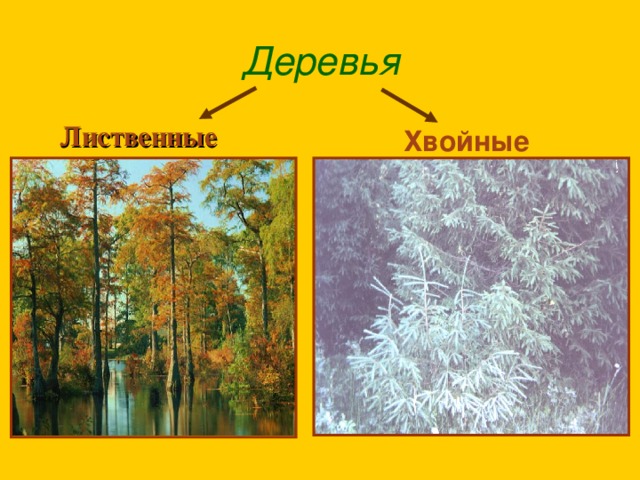 Деревья Лиственные   Хвойные 