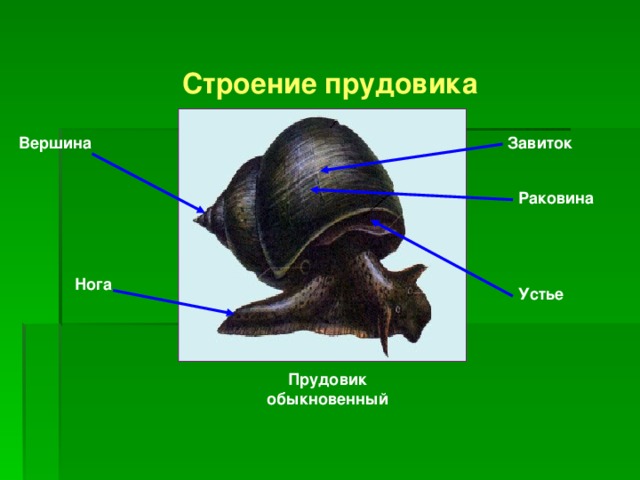  Строение прудовика Завиток  Вершина  Раковина Нога  Устье  Прудовик обыкновенный  