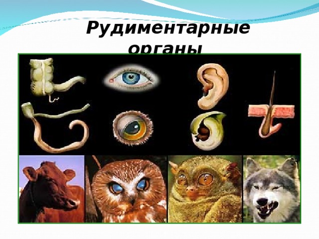 Рудиментарные органы  человека  