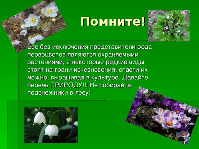 Презентация сохраним первоцветы