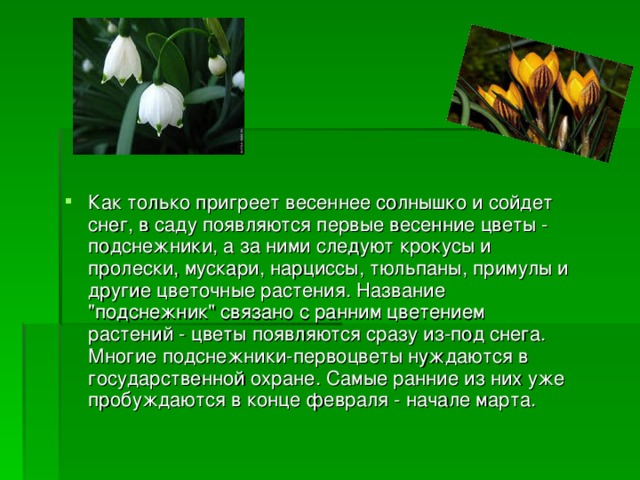 Пригрело весеннее солнышко. Диалог солнышка и подснежника. Подснежники на солнышке. Сказка про солнышко и Подснежник. Сказка разговор солнышка и подснежника.