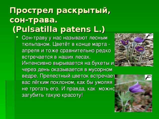 Прострел раскрытый,  сон-трава.  (Pulsatilla patens L.) Сон-траву у нас называют лесным тюльпаном. Цветёт в конце марта - апреля и тоже сравнительно редко встречается в наших лесах. Интенсивно вырывается на букеты и через день оказывается в мусорном ведре. Прелестный цветок встречает вас лёгким поклоном, как бы умоляя не трогать его. И правда, как можно загубить такую красоту! 