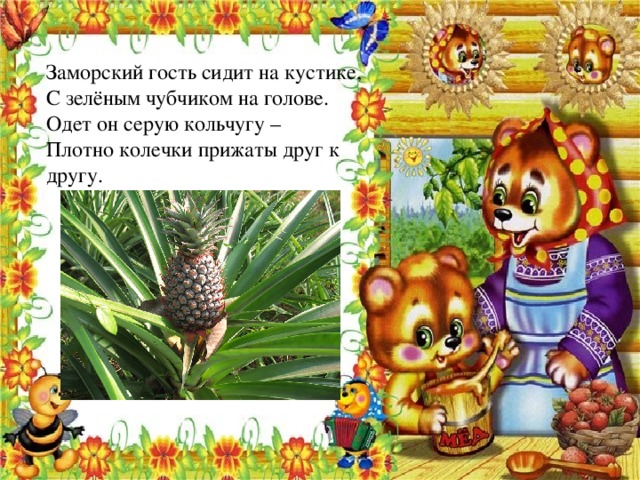 Заморский гость сидит на кустике, С зелёным чубчиком на голове. Одет он серую кольчугу – Плотно колечки прижаты друг к другу. 
