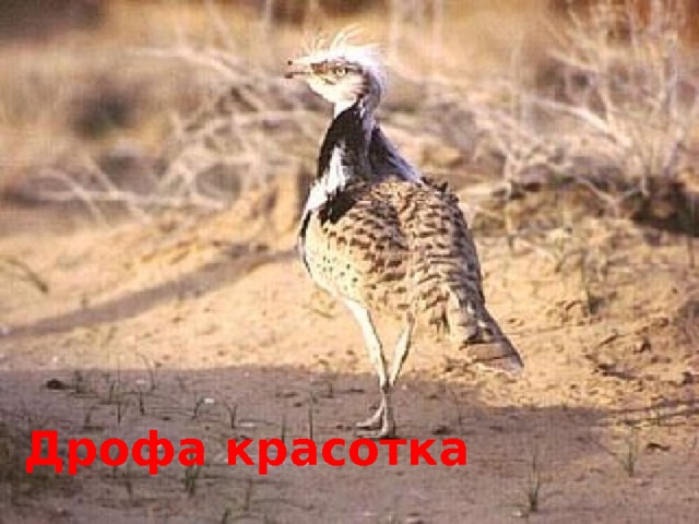 Дрофа красотка 