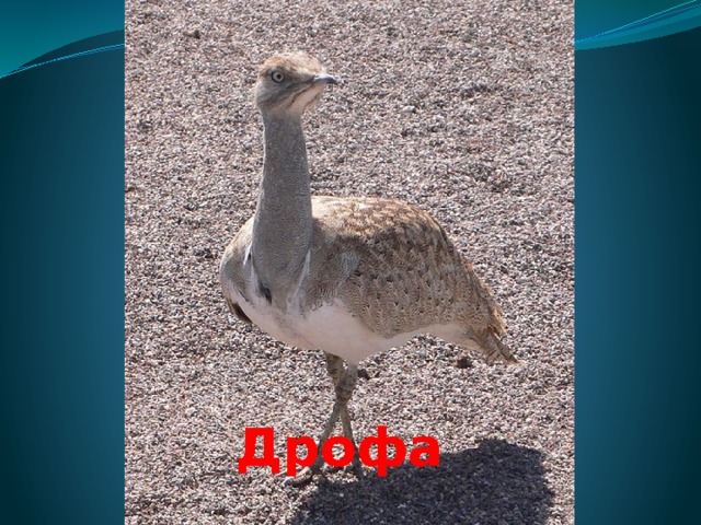 Дрофа 