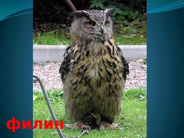 филин 