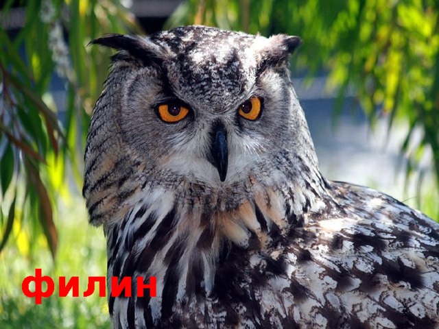 филин 