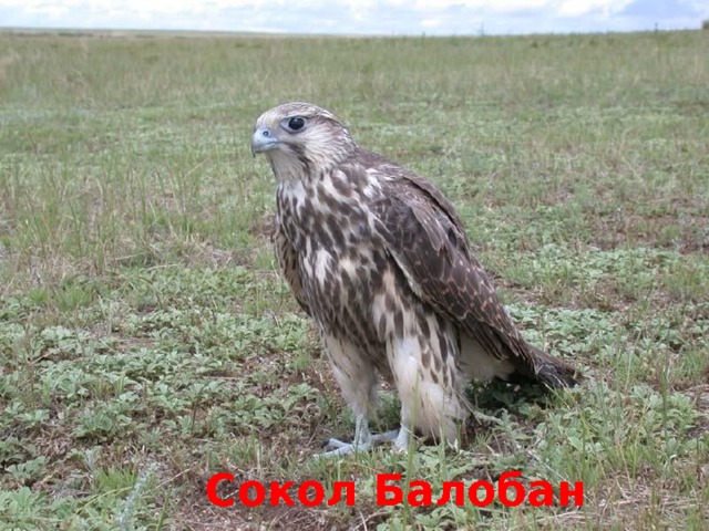 Сокол Балобан 