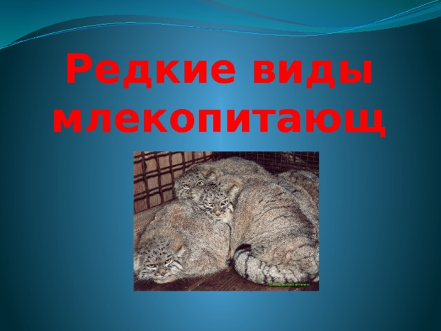 Редкие виды млекопитающих 
