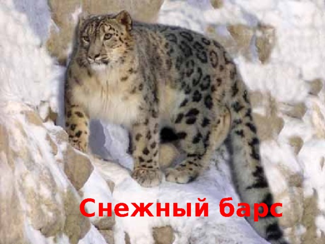 Снежный барс 