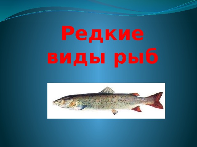 Редкие виды рыб 