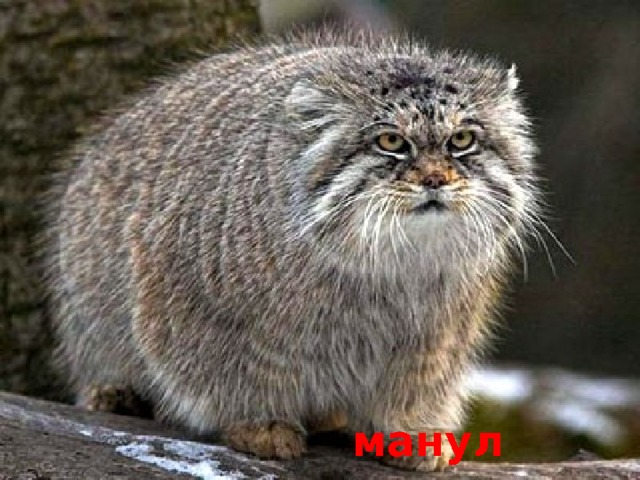 манул 
