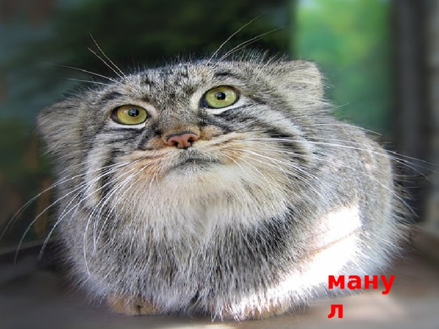 манул 