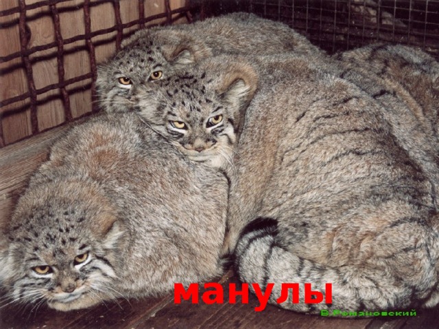 манулы 