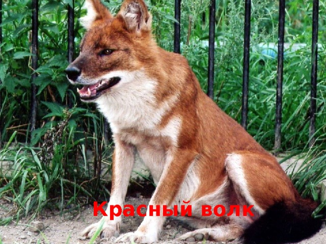 Красный волк 