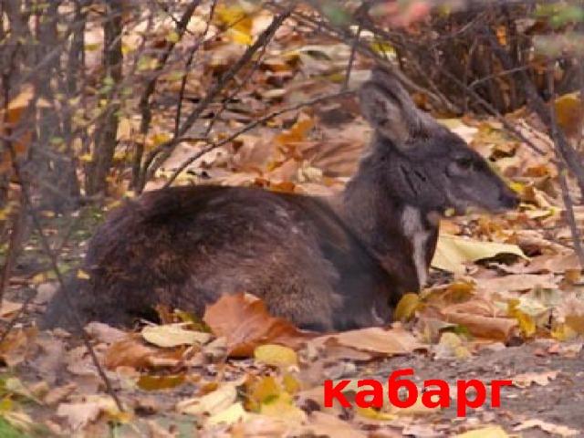 кабарга 