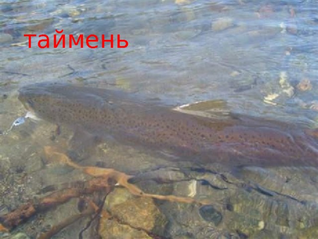 таймень 