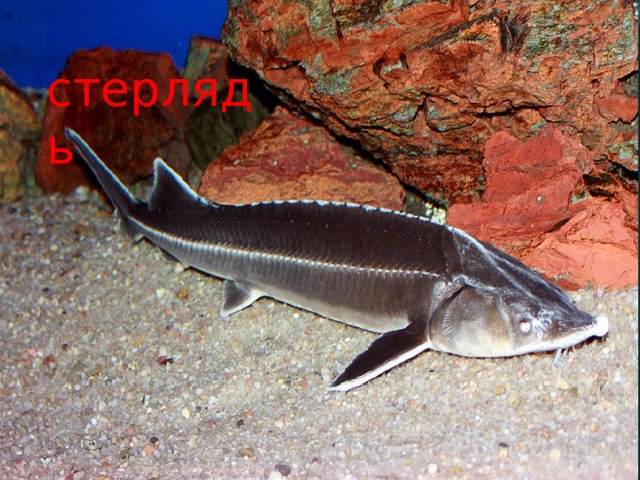 стерлядь 