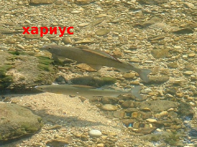 хариус 