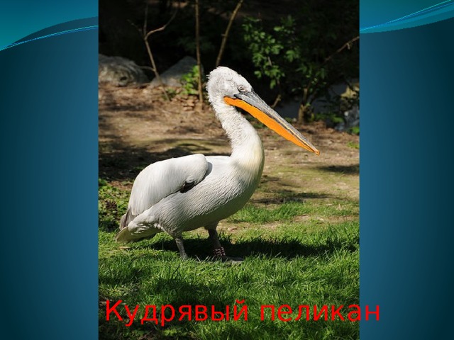 Кудрявый пеликан 