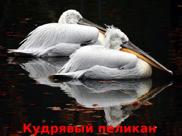 Кудрявый пеликан 
