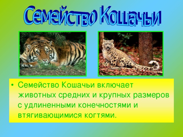 Презентация семейство кошачьих 7 класс биология