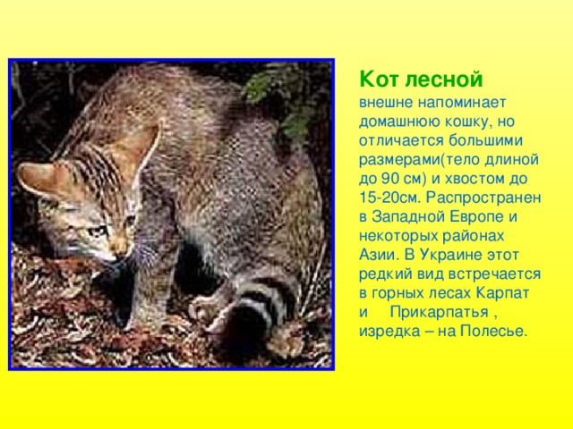 Лесной кот описание