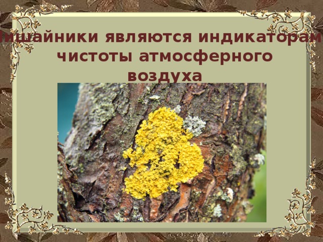 Что такое лишайники 5 класс биология. Лишайники индикаторы чистоты воздуха. Растения индикаторы чистоты воздуха. Какие лишайники являются индикаторами чистоты воздуха. Почему лишайники считают индикаторами чистоты воздуха.