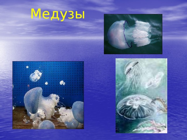  Медузы 