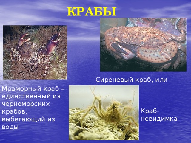 КРАБЫ Сиреневый краб, или водолюб Мраморный краб – единственный из черноморских крабов, выбегающий из воды Краб-невидимка 