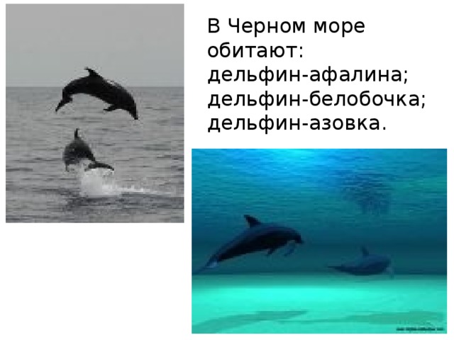 В Черном море обитают: дельфин-афалина; дельфин-белобочка; дельфин-азовка. 