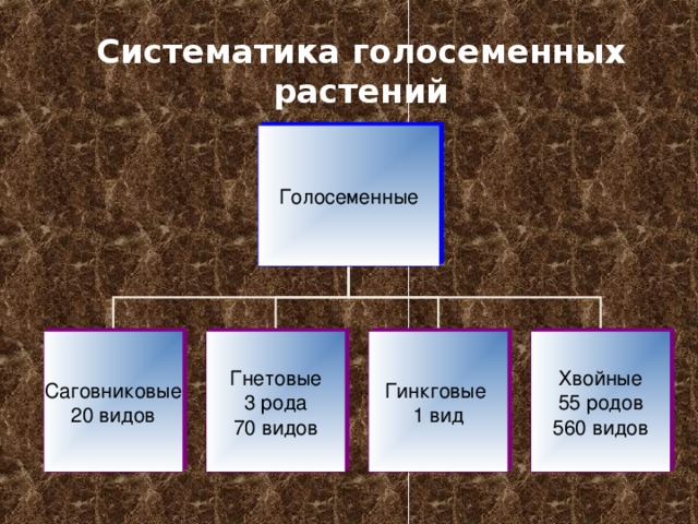 Систематика голосеменных растений Голосеменные Саговниковые 20 видов Гнетовые 3 рода 70 видов Гинкговые 1 вид Хвойные 55 родов 560 видов 