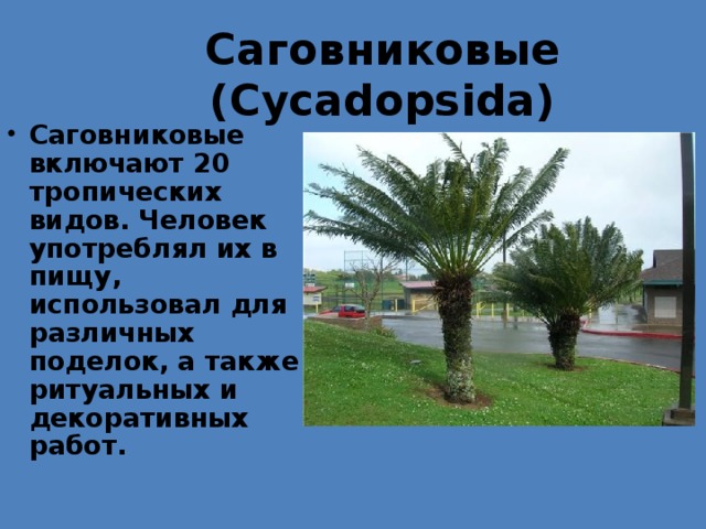 Саговниковые ( Cycadopsida) Саговниковые включают 20 тропических видов. Человек употреблял их в пищу, использовал для различных поделок, а также ритуальных и декоративных работ. 