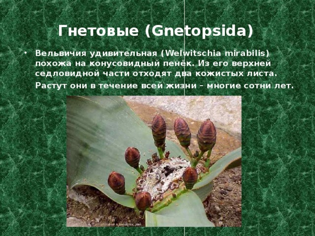 Гнетовые (Gnetopsida) Вельвичия удивительная ( Welwitschia mirabilis) похожа на конусовидный пенёк. Из его верхней седловидной части отходят два кожистых листа. Растут они в течение всей жизни – многие сотни лет.  