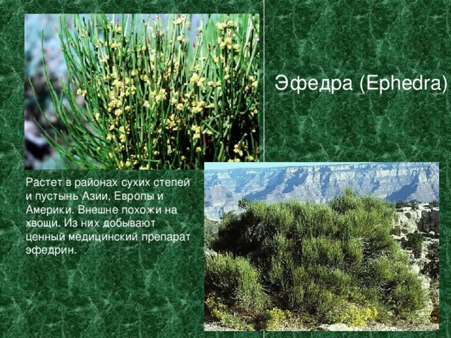 Эфедра ( Ephedra) Растет в районах сухих степей и пустынь Азии, Европы и Америки. Внешне похожи на хвощи. Из них добывают ценный медицинский препарат эфедрин. 