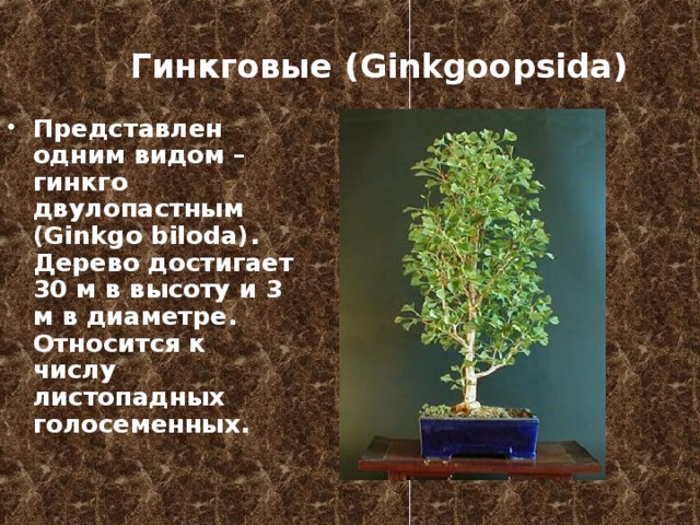Гинкговые  ( Ginkgoopsida) Представлен одним видом – гинкго двулопастным (Ginkgo biloda) .  Дерево достигает 30 м в высоту и 3 м в диаметре. Относится к числу листопадных голосеменных. 