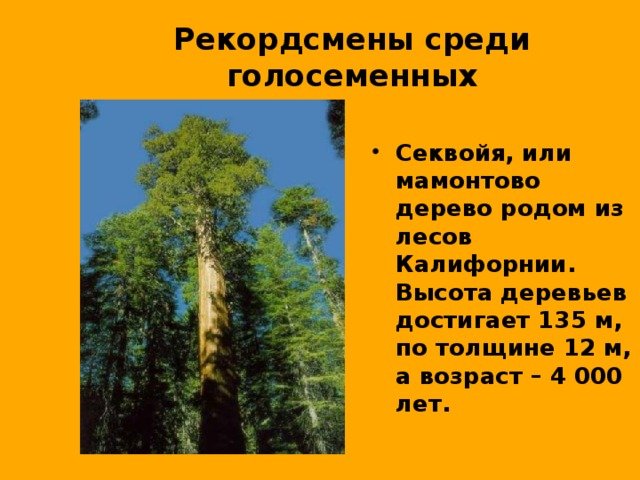 Рекордсмены среди голосеменных Секвойя, или мамонтово дерево родом из лесов Калифорнии. Высота деревьев достигает 135 м, по толщине 12 м, а возраст – 4 000 лет. 