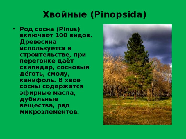 Хвойные ( Pinopsida) Род сосна (Pinus) включает 100 видов. Древесина используется в строительстве, при перегонке даёт скипидар, сосновый дёготь, смолу, канифоль. В хвое сосны содержатся эфирные масла, дубильные вещества, ряд микроэлементов. 