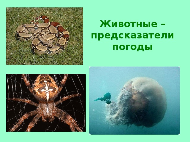 Животные – предсказатели погоды 