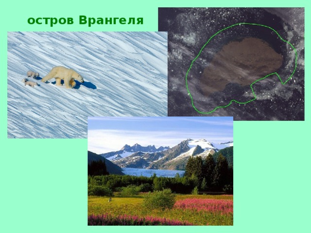 остров Врангеля 