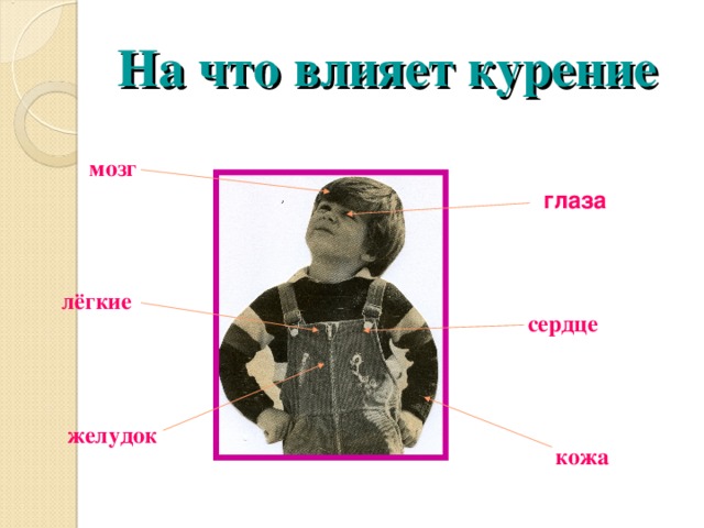 На что влияет курение мозг мозг мозг мозг мозг глаза глаза глаза глаза глаза лёгкие лёгкие лёгкие лёгкие лёгкие сердце сердце сердце сердце сердце желудок желудок желудок желудок желудок кожа кожа кожа кожа кожа 