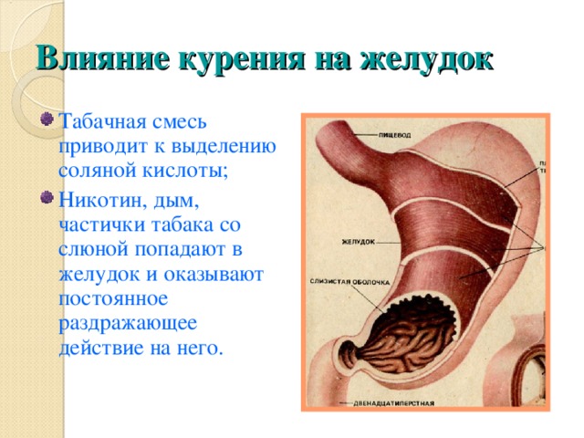 Влияние курения на желудок Табачная смесь приводит к выделению соляной кислоты; Никотин, дым, частички табака со слюной попадают в желудок и оказывают постоянное раздражающее действие на него. 