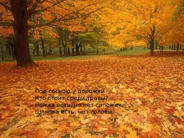 Под сосною у дорожки  Кто стоит среди травы?  Ножка есть, но нет сапожек,  Шляпка есть, нет головы. 