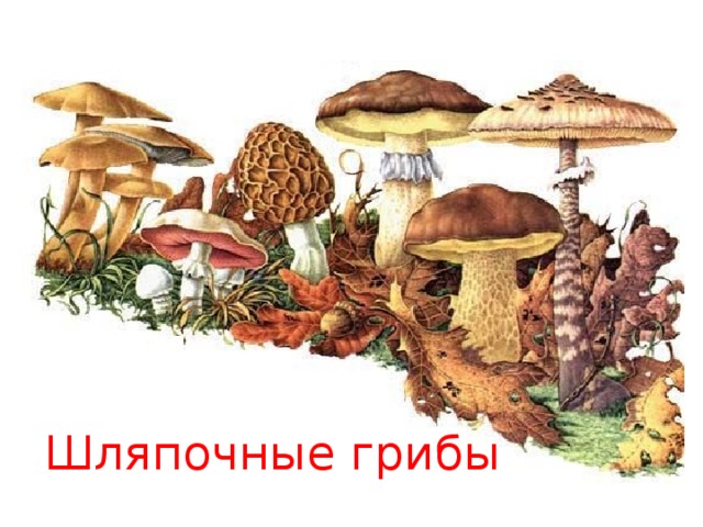 Шляпочные грибы 