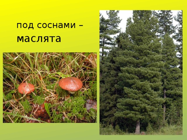  под соснами – маслята 