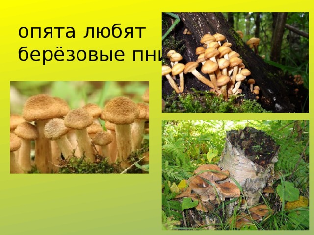 опята любят  берёзовые пни 